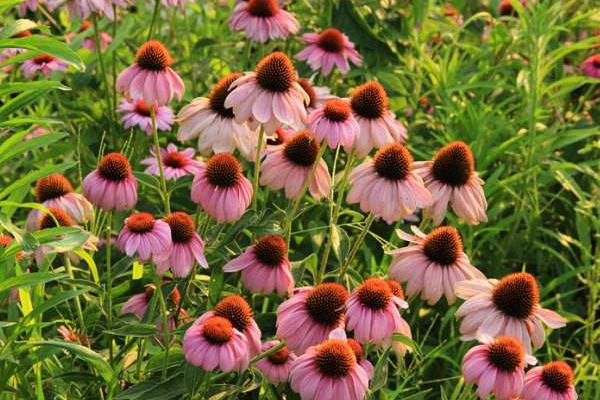 松果菊種子怎么種 松果菊播種方法