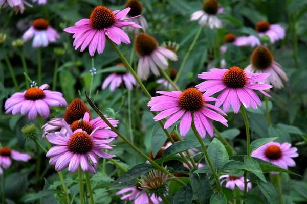 松果菊種子怎么種 松果菊播種方法