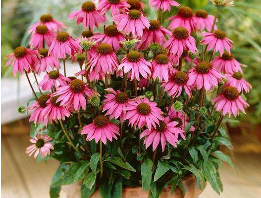 松果菊種子怎么種 松果菊播種方法