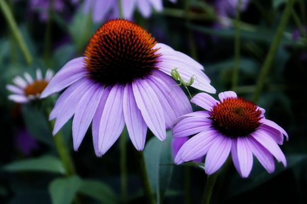 松果菊種子怎么種 松果菊播種方法