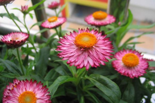 麥稈菊什么時候開花 麥稈菊花期是幾月