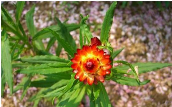 麥稈菊什么時候開花 麥稈菊花期是幾月