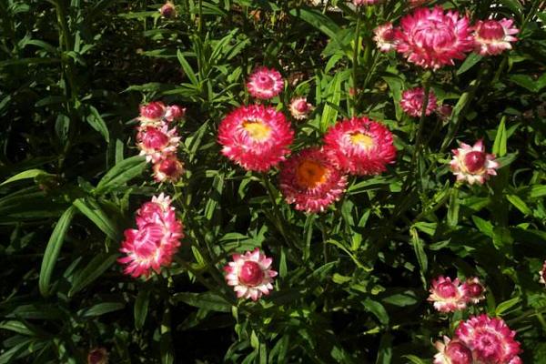 麥稈菊什么時候開花 麥稈菊花期是幾月