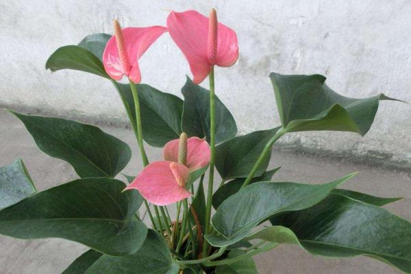 粉掌家庭水培養殖方法 粉掌不開花怎么辦