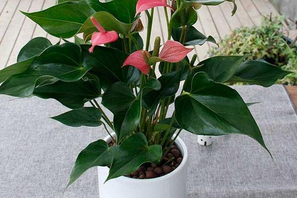 粉掌什么時候開花 粉掌花期是幾月