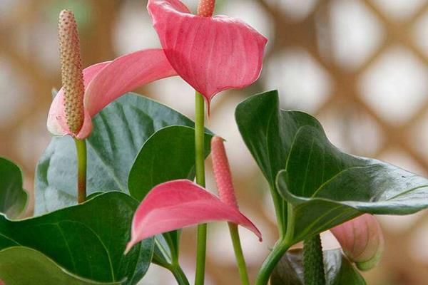 粉掌什么時(shí)候開(kāi)花 粉掌花期是幾月