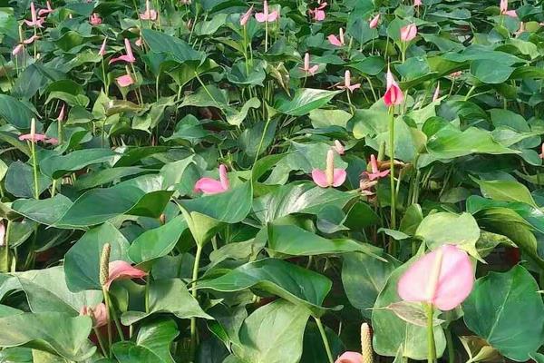 粉掌什么時(shí)候開(kāi)花 粉掌花期是幾月