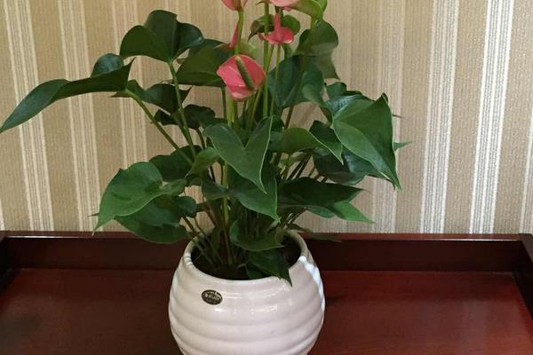 粉掌什么時(shí)候開(kāi)花 粉掌花期是幾月