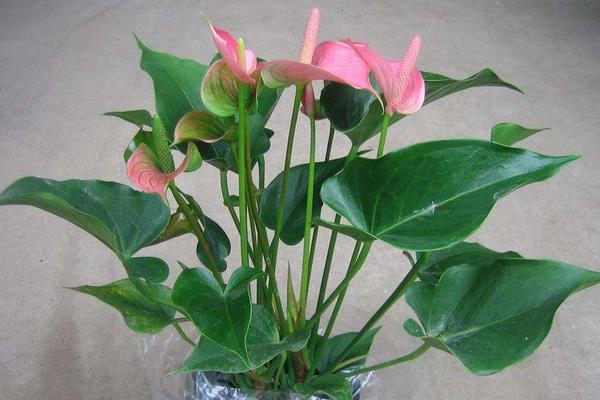 粉掌什么時(shí)候開(kāi)花 粉掌花期是幾月