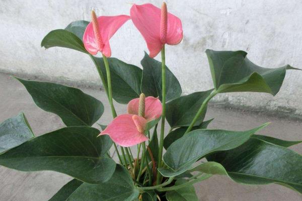 粉掌什么時(shí)候開(kāi)花 粉掌花期是幾月