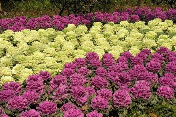 羽衣甘藍(lán)怎么種 羽衣甘藍(lán)種植方法與注意事項(xiàng)