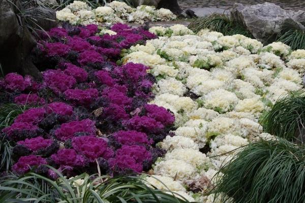 羽衣甘藍(lán)和紫甘藍(lán)的區(qū)別是什么 羽衣甘藍(lán)有毒嗎