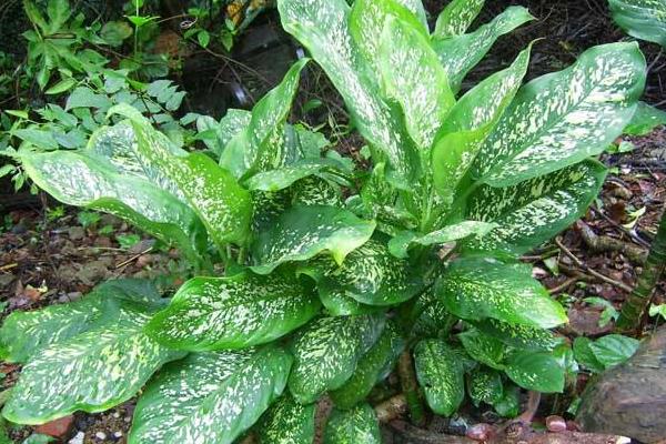 花葉萬年青和銀皇后的區別是什么 花葉萬年青市場價多少錢一盆