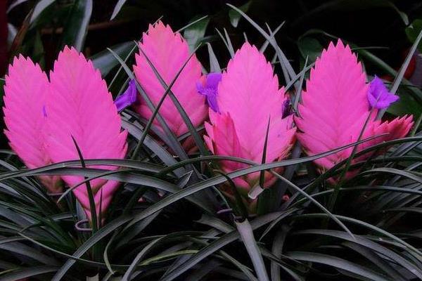 鐵蘭市場價格多少錢一盆 鐵欄怎么種