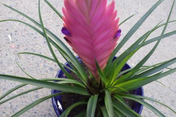 鐵蘭市場價格多少錢一盆 鐵欄怎么種