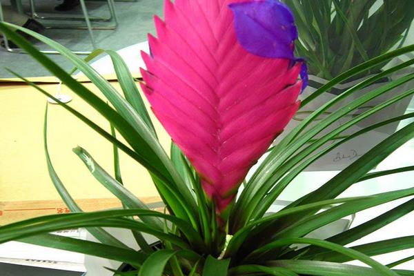 鐵蘭市場價格多少錢一盆 鐵欄怎么種