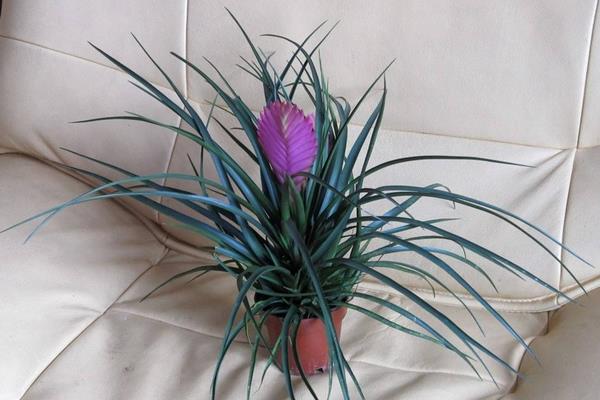 鐵蘭市場價格多少錢一盆 鐵欄怎么種