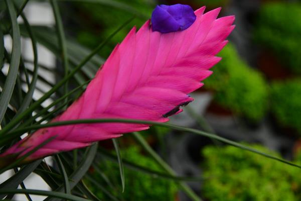 鐵蘭市場價格多少錢一盆 鐵欄怎么種