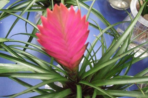 鐵蘭市場價格多少錢一盆 鐵欄怎么種