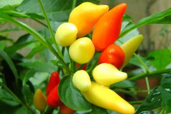 五彩椒功效與作用及禁忌 五彩椒營養價值