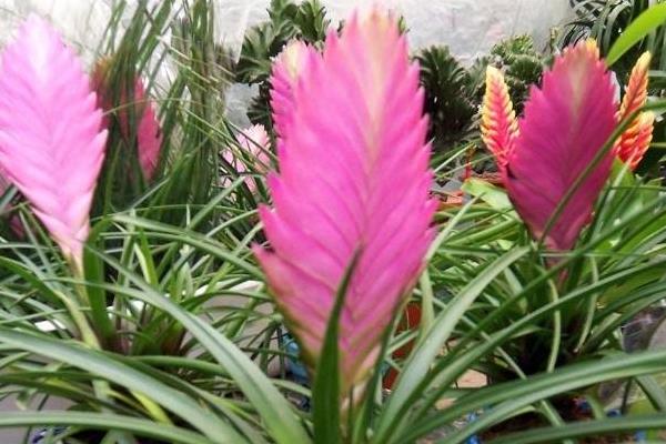 鐵蘭怎么澆水（多久澆一次）鐵蘭的繁殖方法