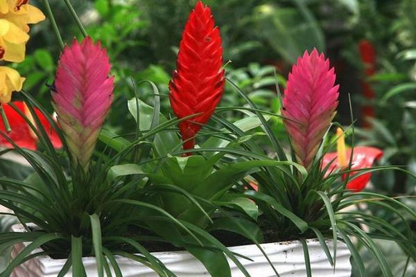 鐵蘭怎么澆水（多久澆一次）鐵蘭的繁殖方法