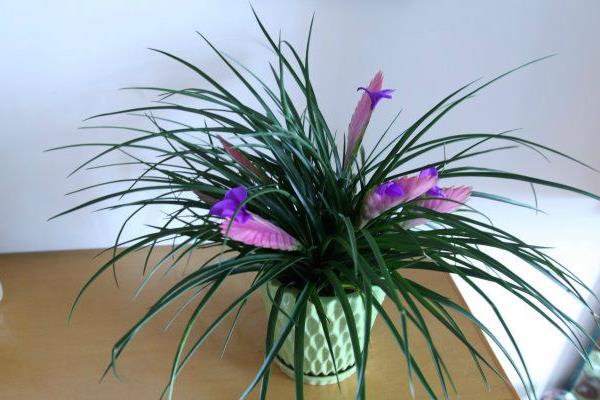 鐵蘭怎么澆水（多久澆一次）鐵蘭的繁殖方法