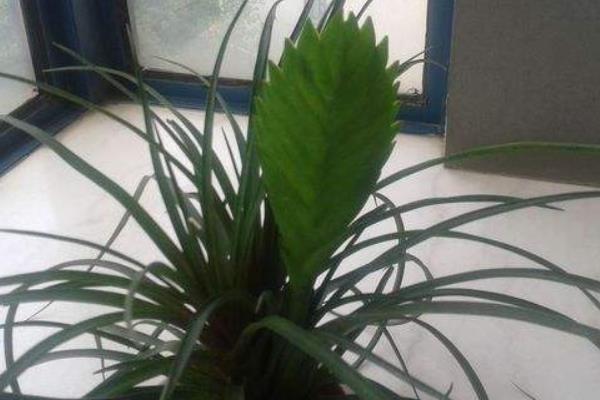 鐵蘭怎么澆水（多久澆一次）鐵蘭的繁殖方法