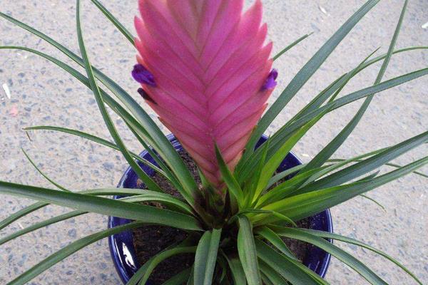 鐵蘭怎么澆水（多久澆一次）鐵蘭的繁殖方法