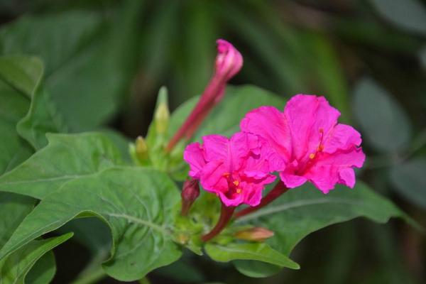 紫茉莉種子市場價格多少錢一斤 紫茉莉種子怎么種植