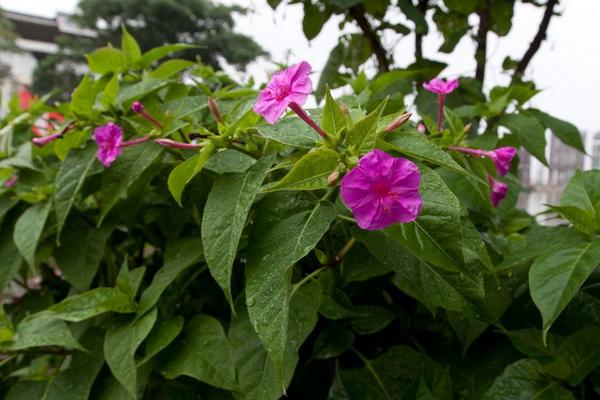 紫茉莉怎么養 紫茉莉養殖方法與注意事項