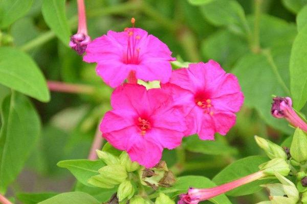 紫茉莉怎么養 紫茉莉養殖方法與注意事項