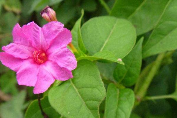 紫茉莉怎么養 紫茉莉養殖方法與注意事項