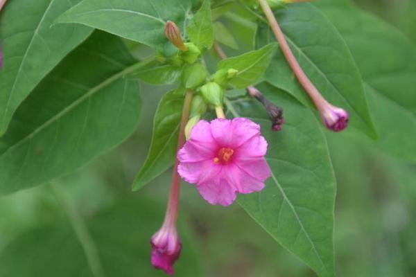 紫茉莉怎么養 紫茉莉養殖方法與注意事項