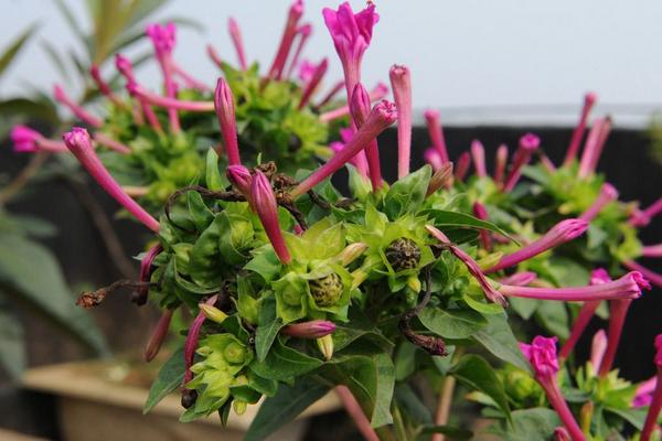 紫茉莉怎么養 紫茉莉養殖方法與注意事項