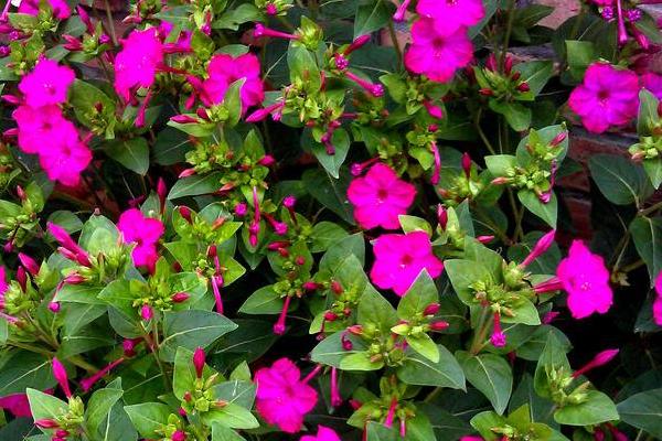 紫茉莉怎么養 紫茉莉養殖方法與注意事項