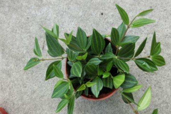 紫邊碧玉椒草功效與作用 紫邊碧玉椒草應用價值