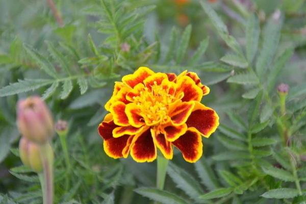 孔雀草有毒嗎 孔雀草能放在室內臥室嗎