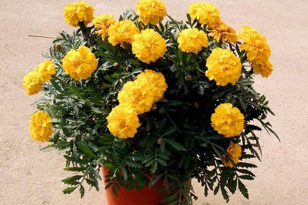 孔雀草怎么養 孔雀草養殖方法與注意事項