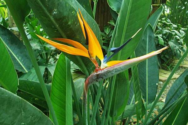 鶴望蘭怎么澆水 鶴望蘭葉子卷曲怎么辦