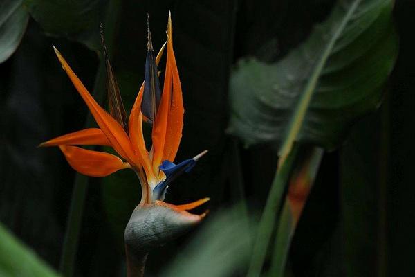 鶴望蘭有毒嗎 鶴望蘭能放在室內臥室嗎