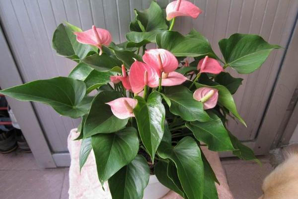 粉掌葉子發黃怎么辦 水培粉掌爛根怎么辦