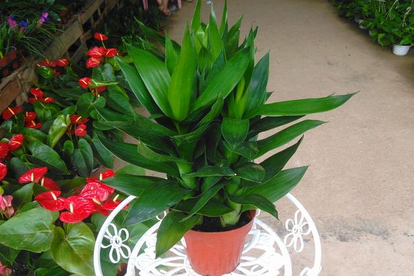 蓮花竹葉片變黃的原因及解決辦法 怎么養(yǎng)才能讓它更好看