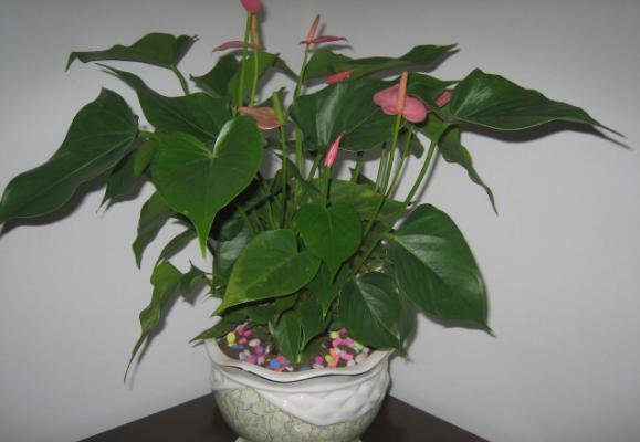 粉掌葉子發黃怎么辦 水培粉掌爛根怎么辦