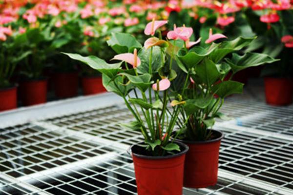 粉掌葉子發黃怎么辦 水培粉掌爛根怎么辦