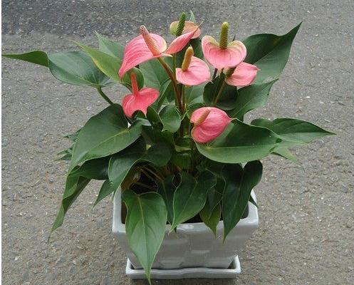 粉掌葉子發黃怎么辦 水培粉掌爛根怎么辦