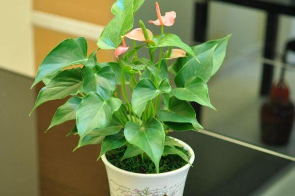 粉掌葉子發黃怎么辦 水培粉掌爛根怎么辦