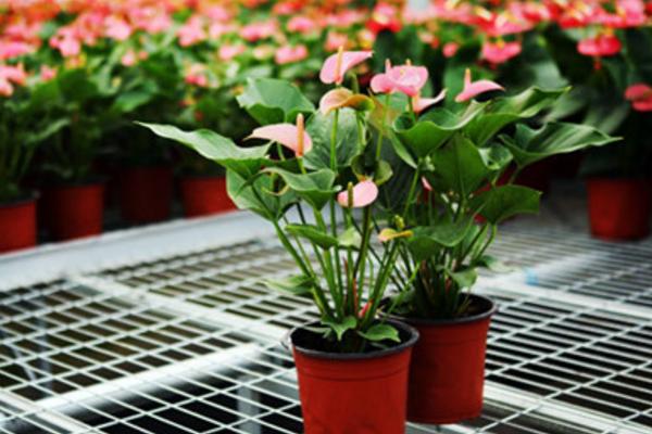 粉掌有毒嗎 粉掌可以放在室內臥室嗎