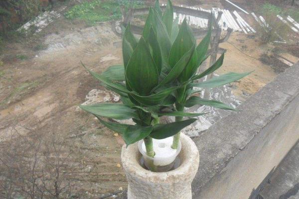 蓮花竹開花嗎 蓮花竹的作用