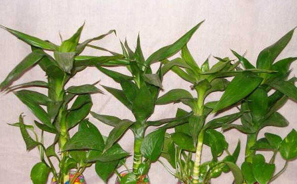 蓮花竹開花嗎 蓮花竹的作用